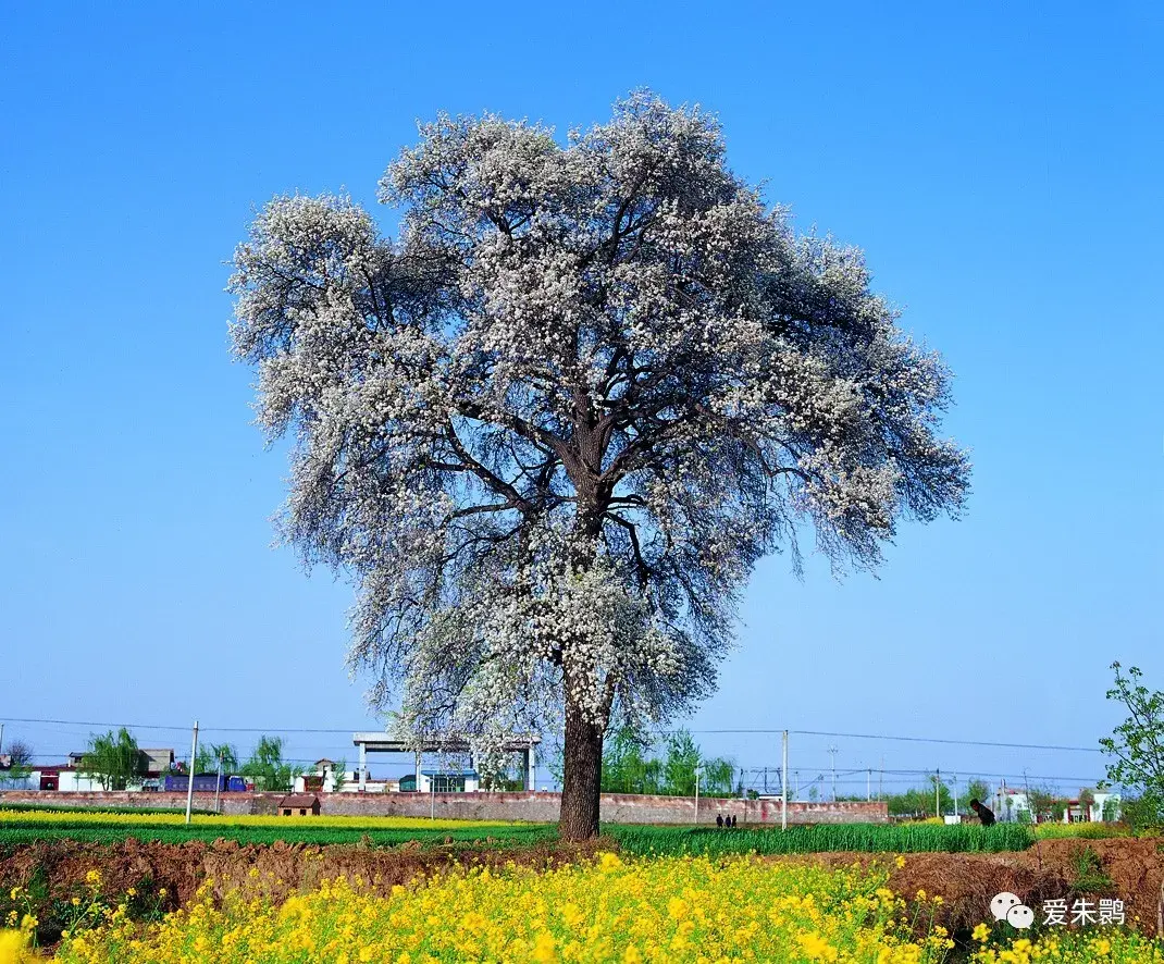 墓坳杜梨