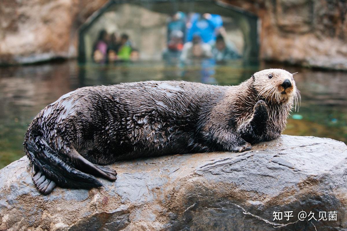 交配明明是为了繁衍后代,为何雄性海獭,还要将雌性折磨致死? - 知乎