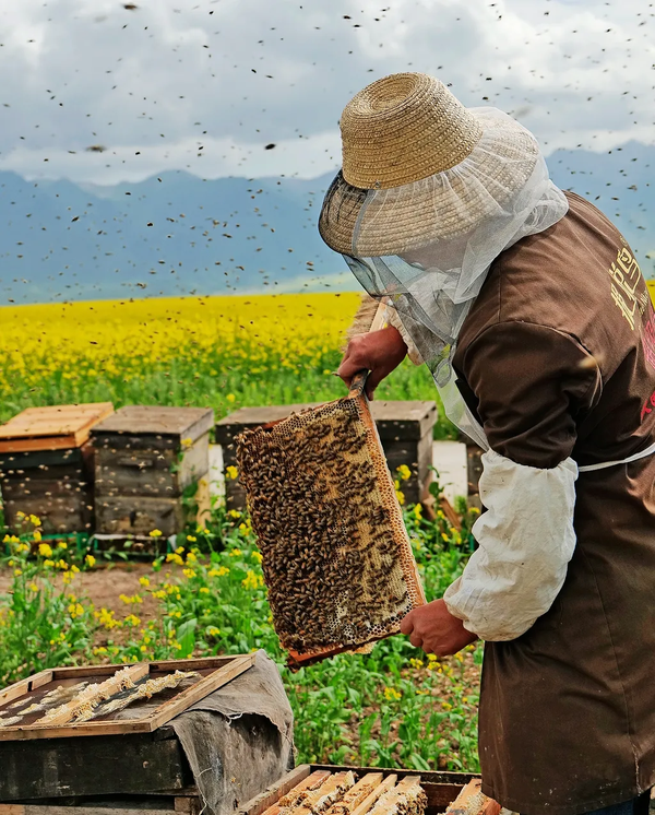 检查蜂箱蜂群,是蜂农每天都需要干的事情,蜂群越强,生产蜂王浆的能力