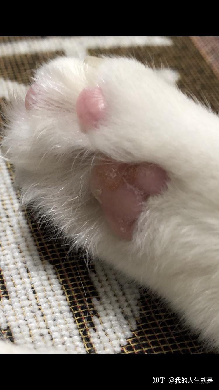 我家猫爪子缝真菌感染没有及时发现舔完以后现在肉垫那块儿增生很严重