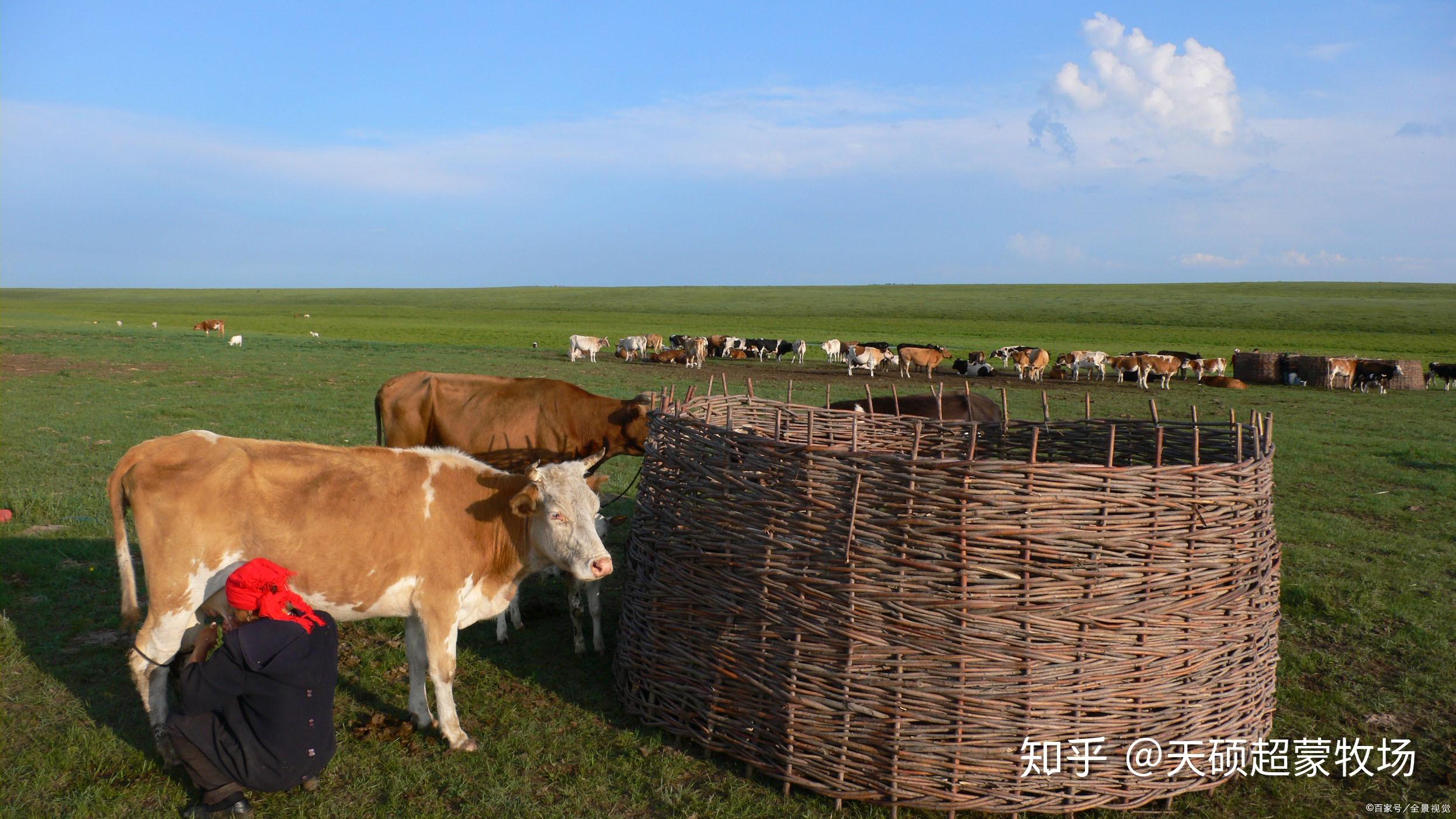 北方地区养什么品种的牛好呢