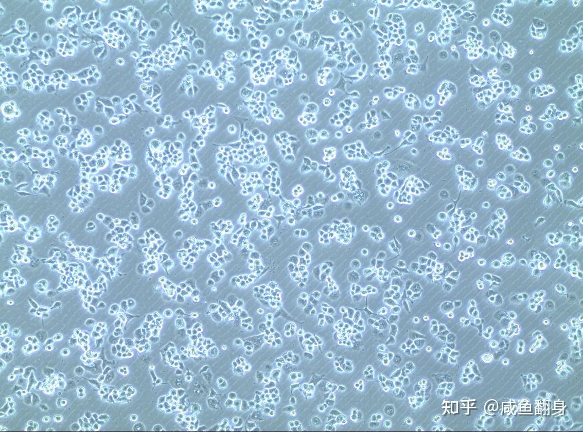 关于thp1细胞培养与巨噬诱导