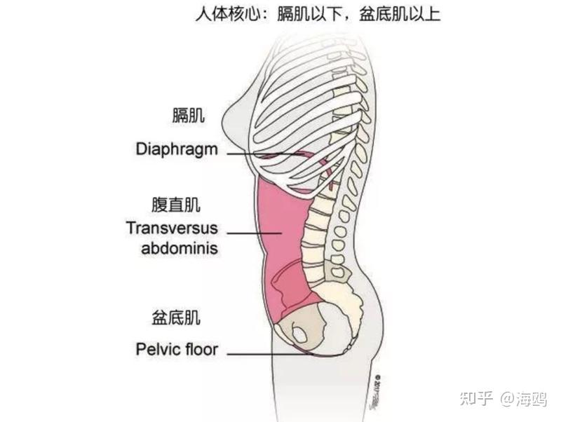 瑜伽解剖膈肌以氣行血改善情緒3d呼吸改善腰部和肩頸不適