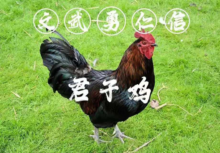 v2-54c5e0e23b972353f701f5aa3135e77d_r.jpg