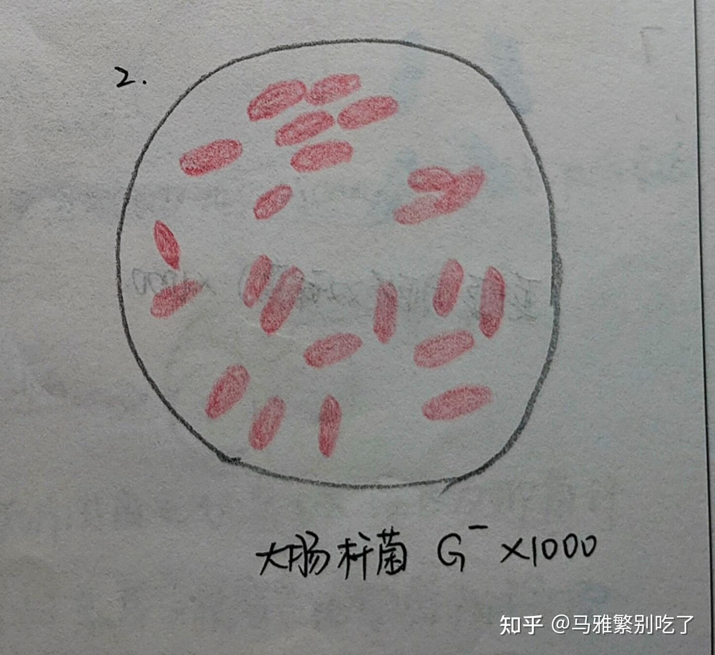 变形杆菌鞭毛手绘图片