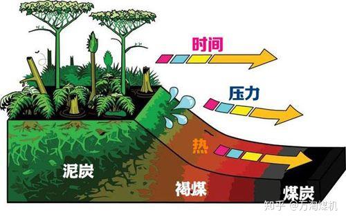 成岩作用阶段——植物→煤炭(二)? - 知乎