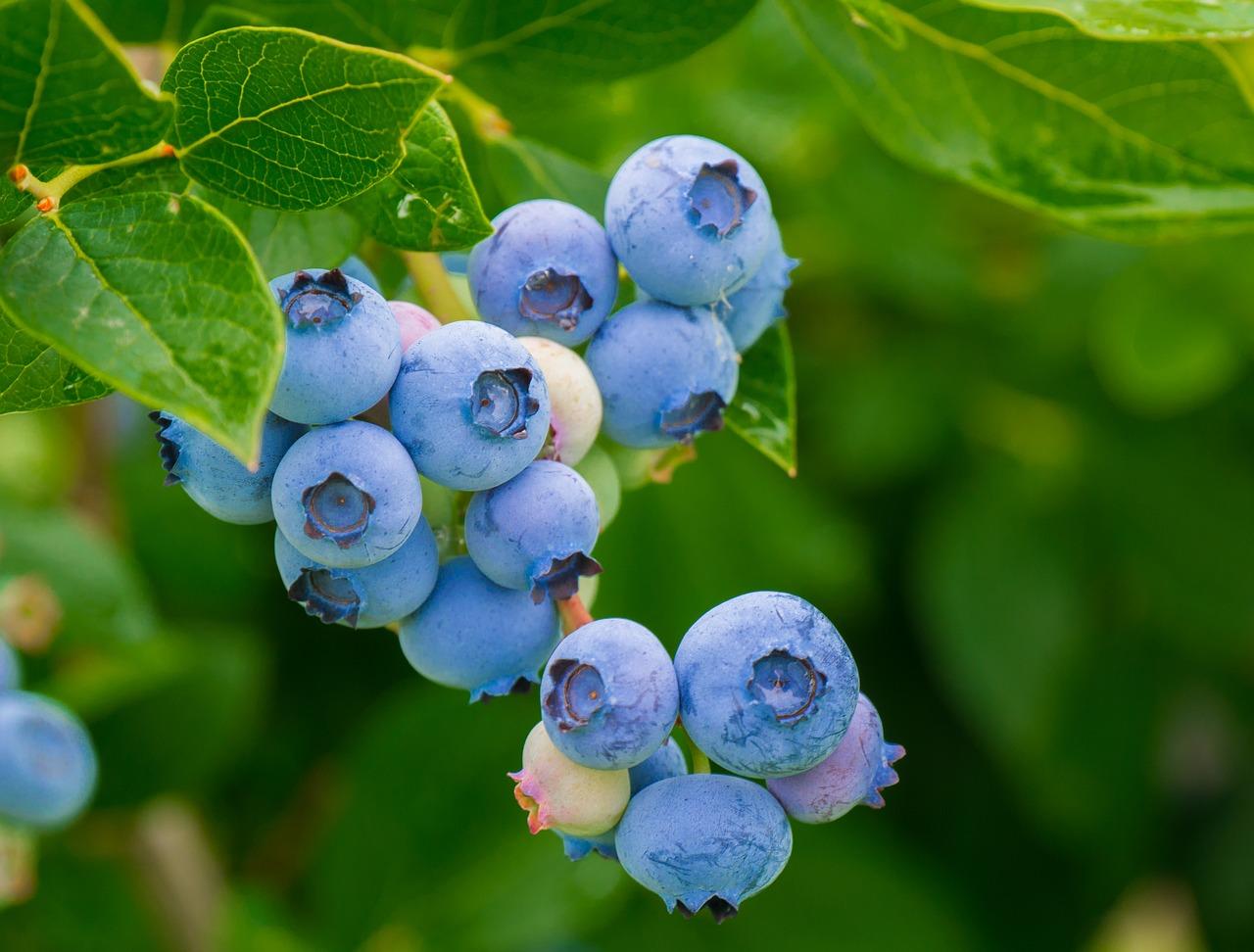 蓝莓的功效与作用 10种功用被誉“超级水果”__财经头条