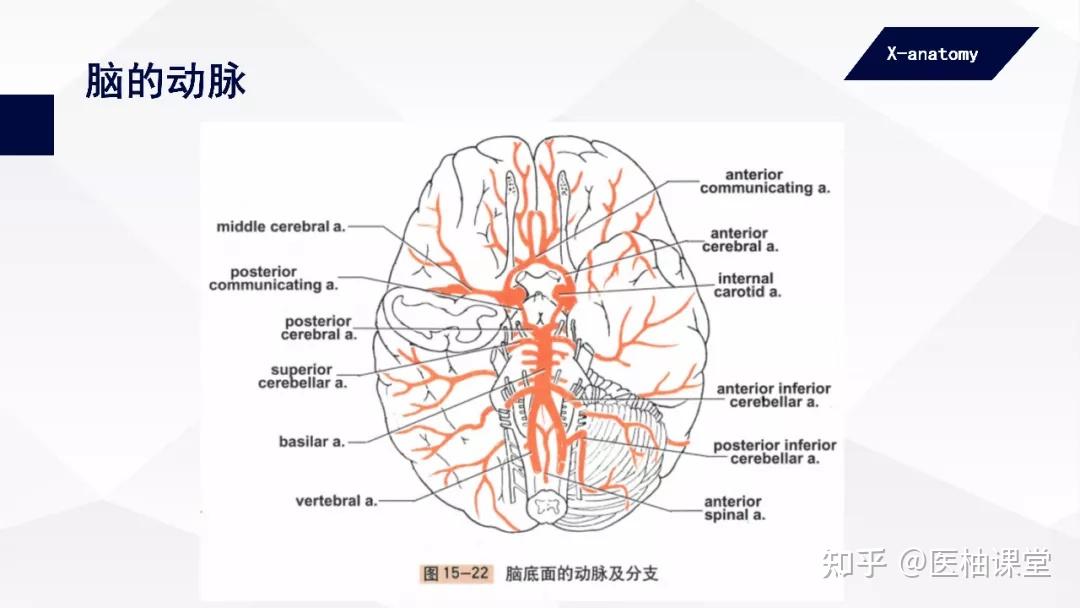 在視束下面行向後,與大腦後動脈吻合,是頸內動脈系與椎 — 基底動脈系