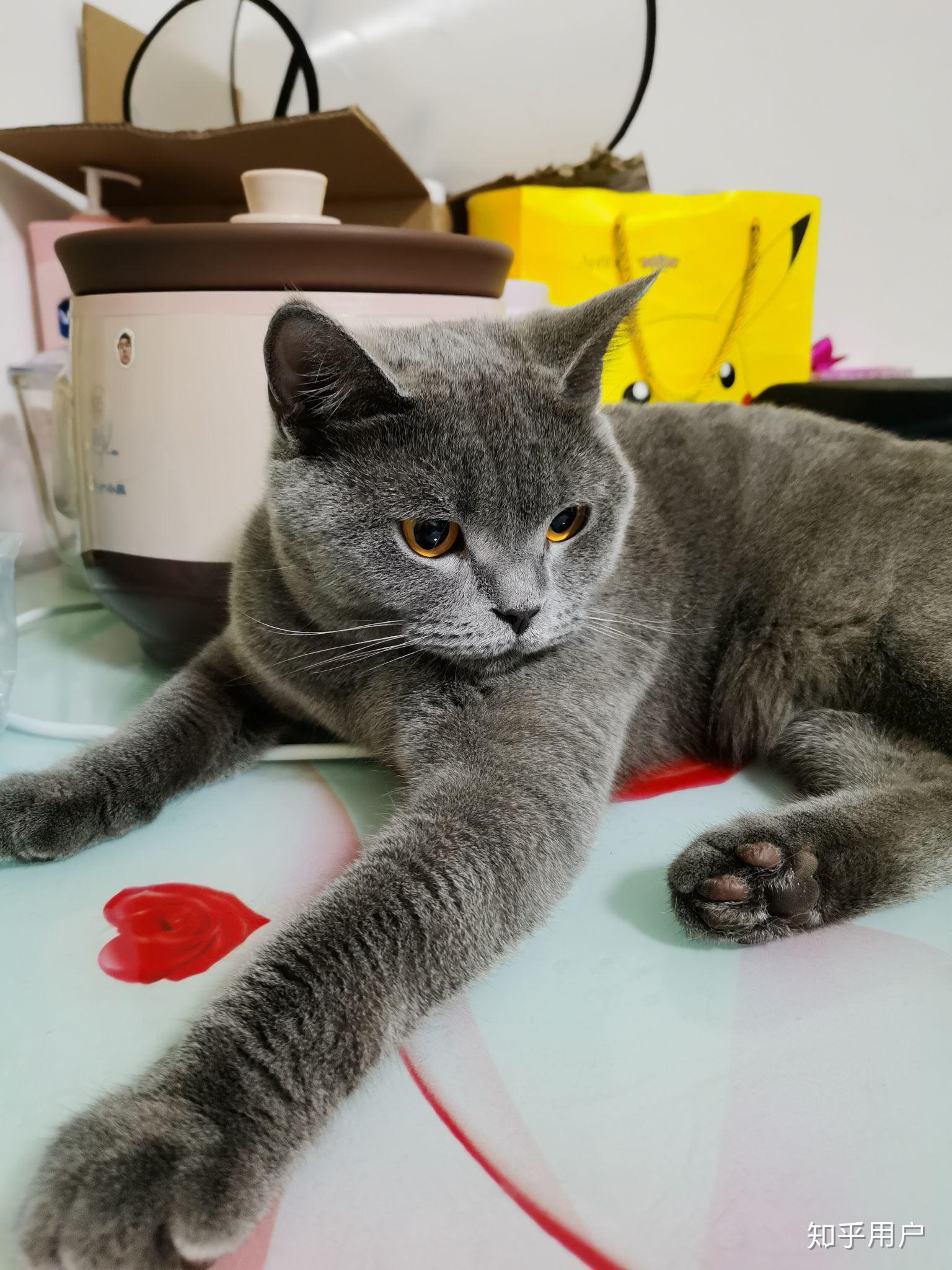 英短蓝猫脸超尖怎么破