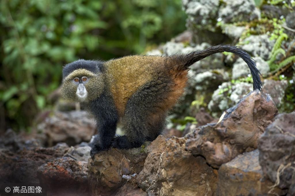 脸大如盆的长尾猴世界珍奇动物之一