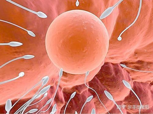 正常胚胎的受精过程,多精入卵的原因解析- 知乎