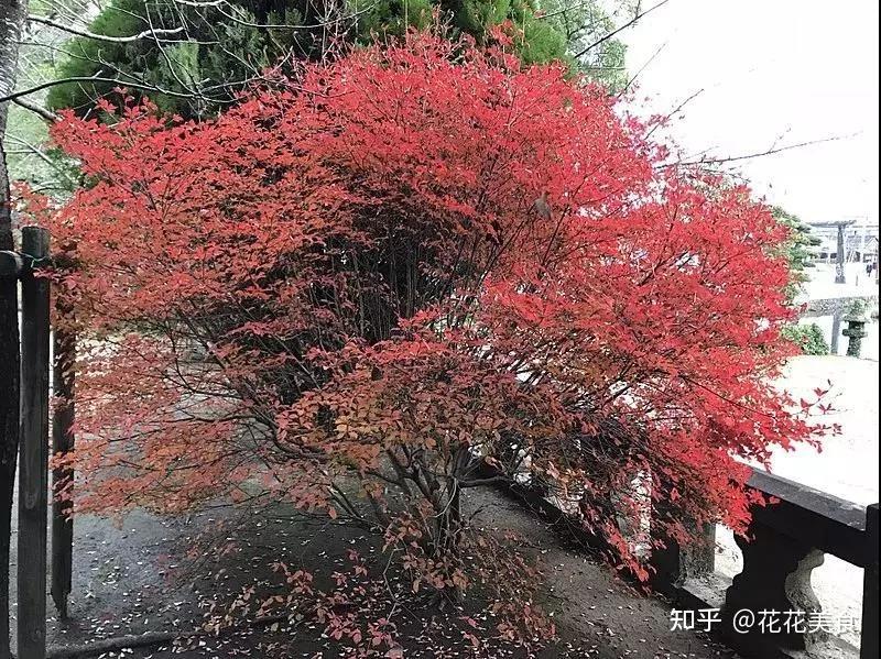 植物百科灯台踯躅日本吊钟花