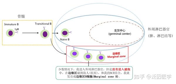 一文读懂B细胞的发育成熟及癌变 - 知乎