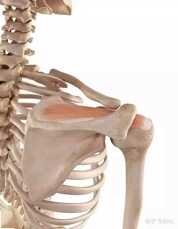 肩部肌肉解析及训练如何练出完美肩部