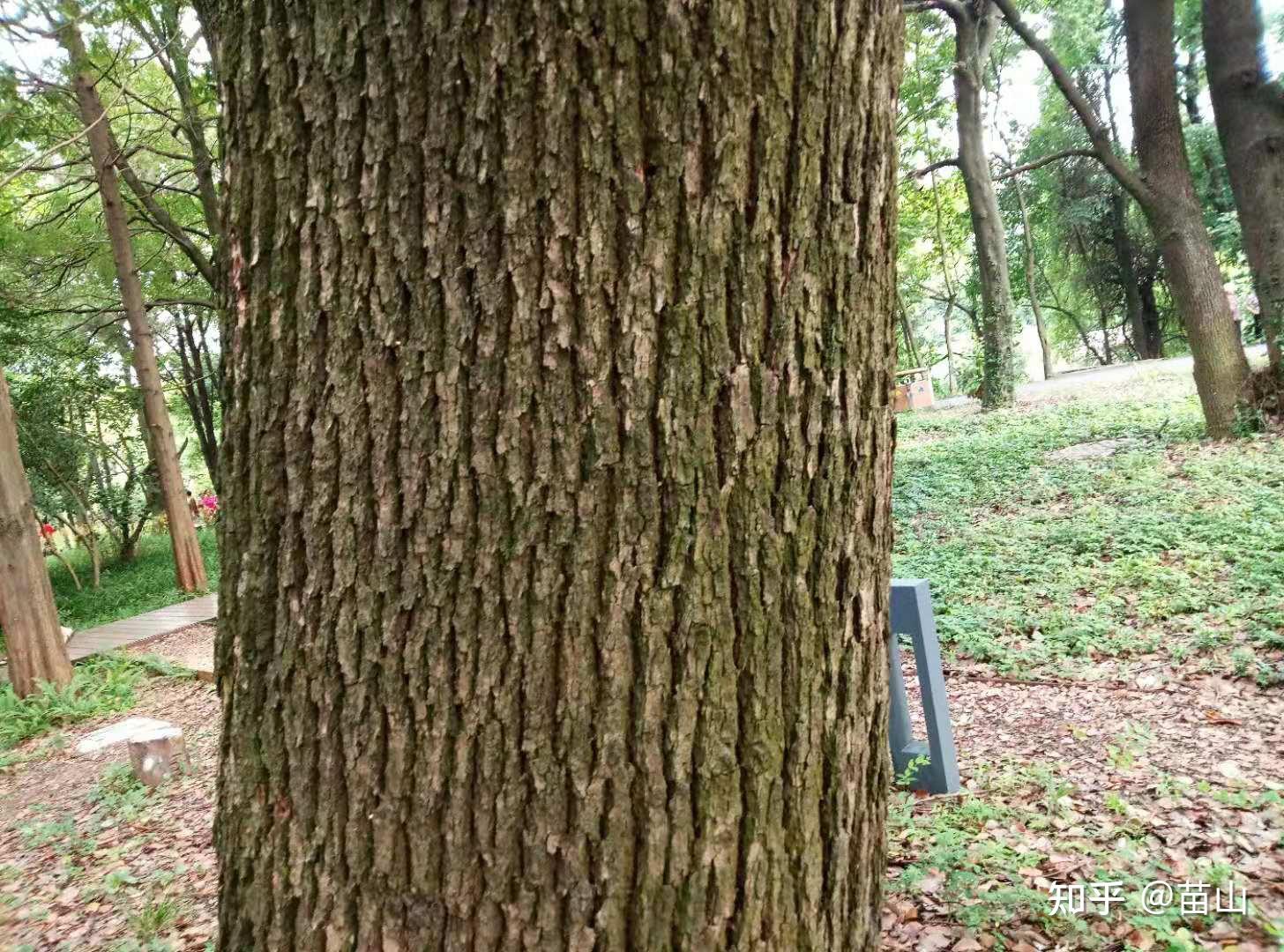 小小树皮能做甚,用它认木靠谱吗?