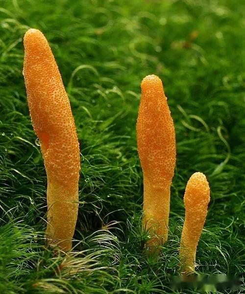 【真菌界全系列-15】盘菌亚门—粪壳菌纲(上) - 知乎