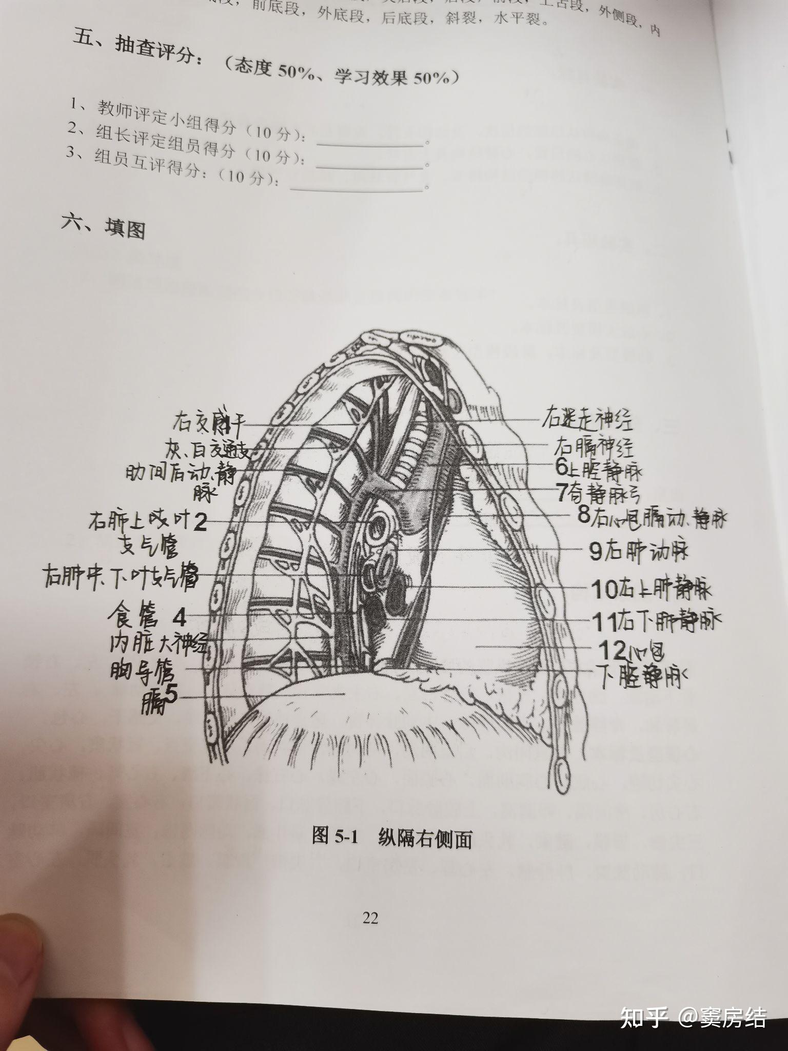 肺部断层 - 知乎
