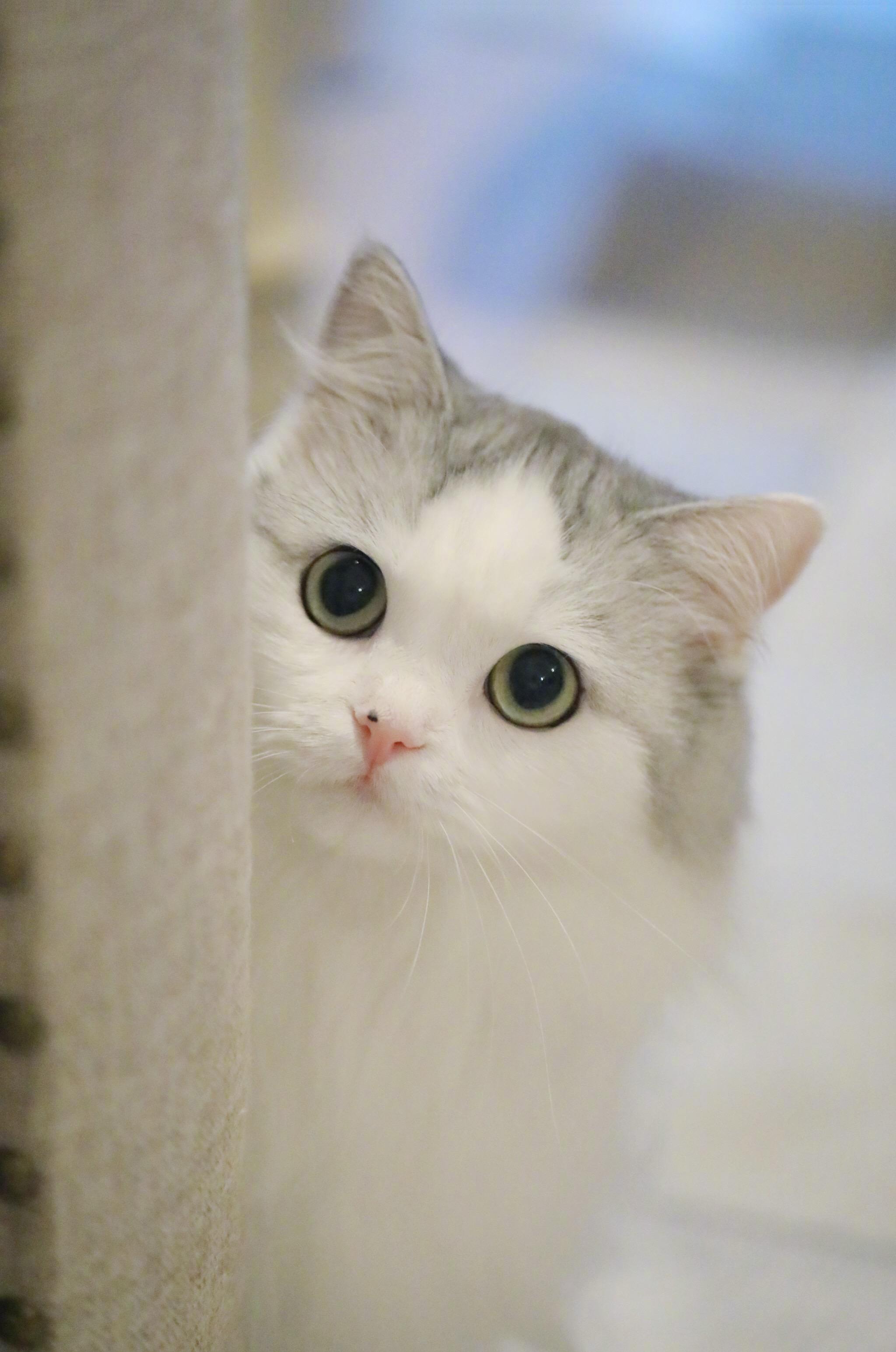 有哪些好看的猫咪壁纸或头像? - 知乎