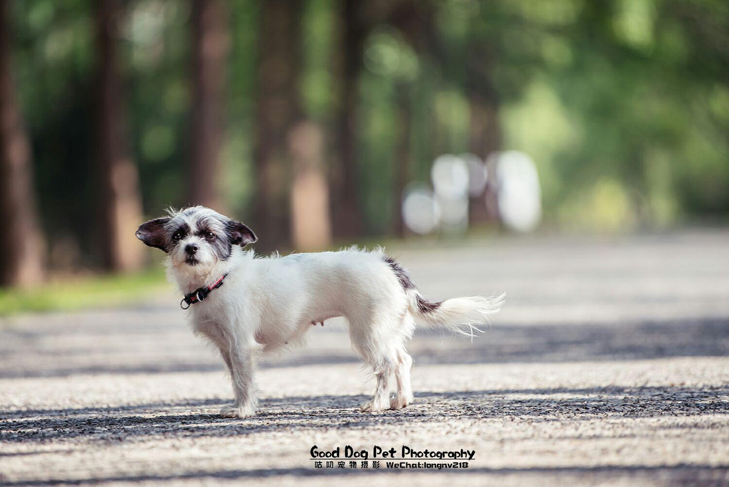 萌宠小大人之尤达篇