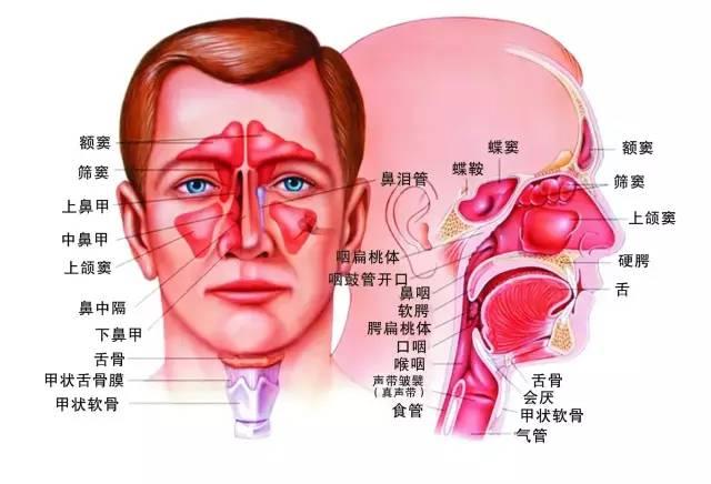 辛夷鼻炎丸等中药治疗鼻炎 知乎