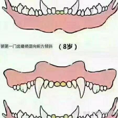马犬牙齿年龄详细图图片