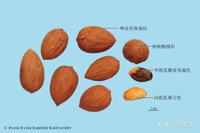 中药学——榧子——杀虫，消积，润燥。治虫积腹痛，小儿疳积，燥咳，便秘，痔疮。 - 知乎