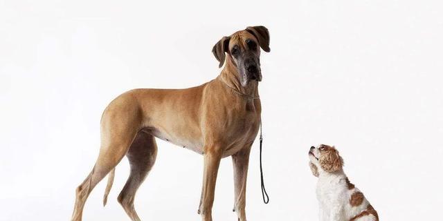 小型犬遇见大型犬 前者敢凶后者认怂 这其中是什么原因 知乎 小型犬遇见大型犬 前者敢凶后者认怂 这其中是什么原因 知乎