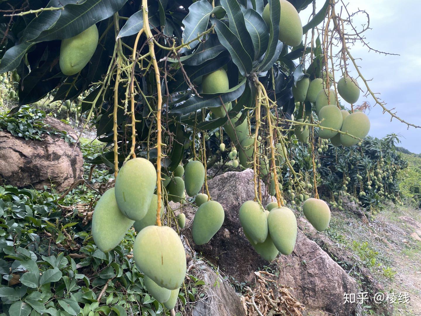 海南水果特产有哪些水果（来海南必买的十大特产水果） – 碳资讯
