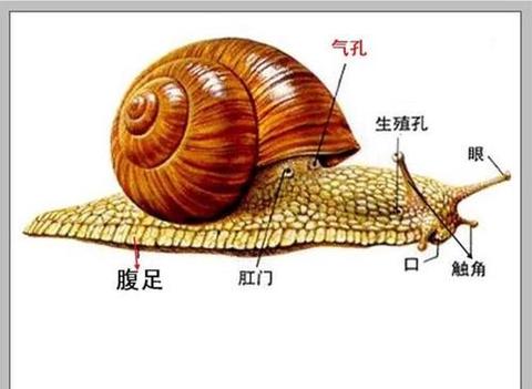 软体动物门 知乎 软体动物门 知乎