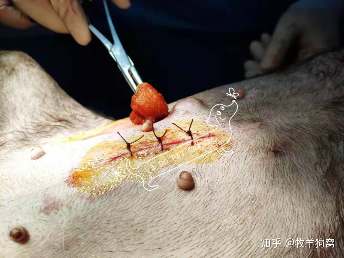 犬绝育手术浅析