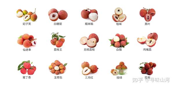 荔枝合集|常见15种荔枝的区别及口感 - 知乎