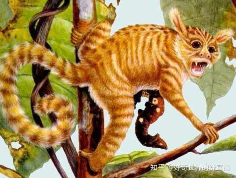 人类的起源:人猿篇——猿猴是怎样向人类进化的 - 知乎