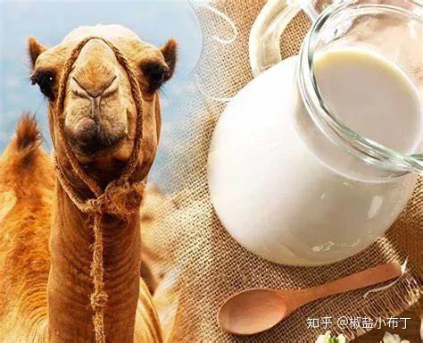 新疆蒙古人为什么选择喝驼奶驼乳里独特的免疫球蛋白对人体究竟有啥