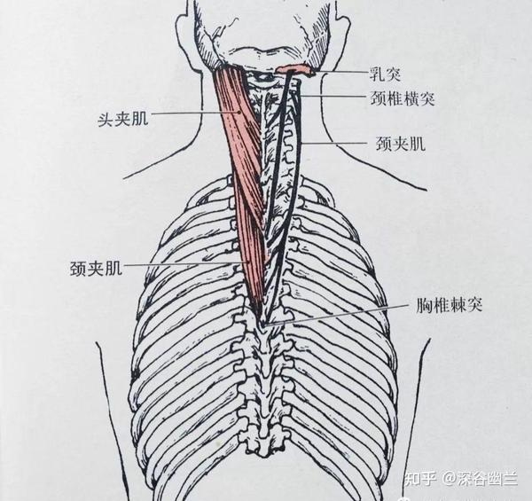 肌筋膜线之体侧线 - 知乎
