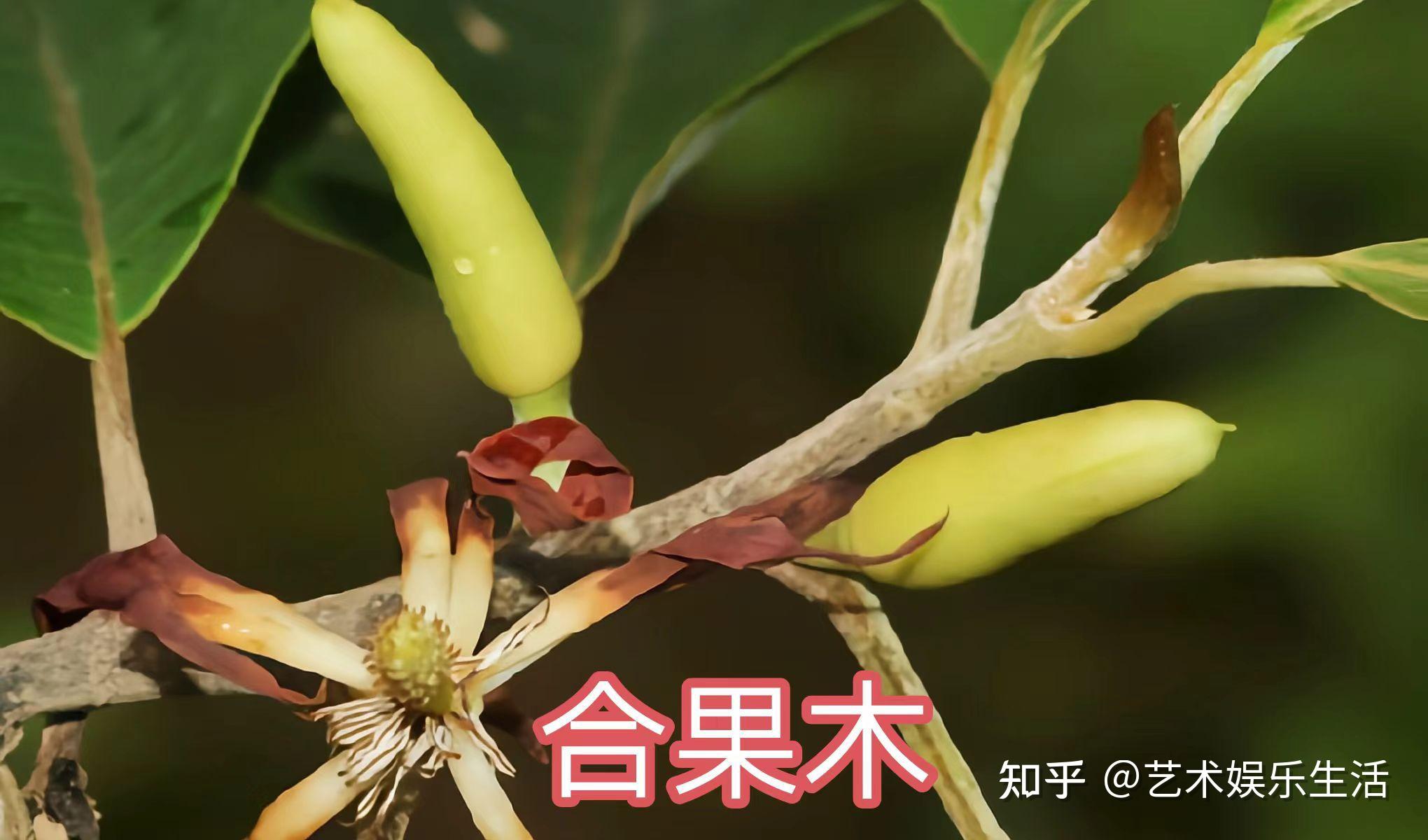 16种木兰科的植物，在我国栽培欣赏2000多年的树种 - 知乎