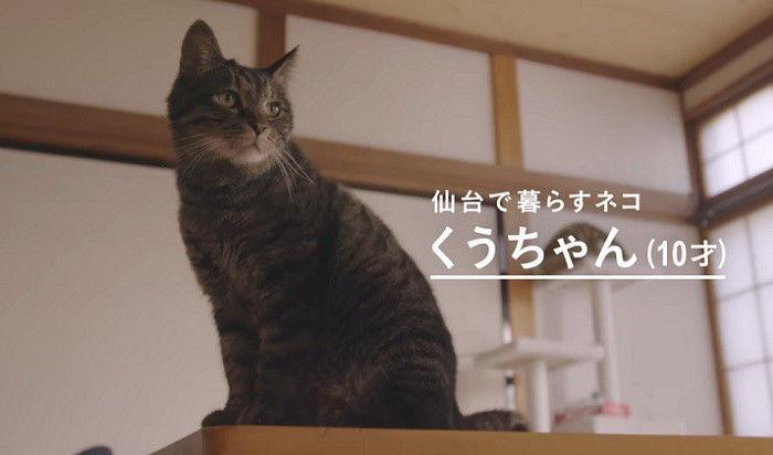 猫真的薄情吗?日本人做了这样一个实验…看完后都想养猫了! - 知乎