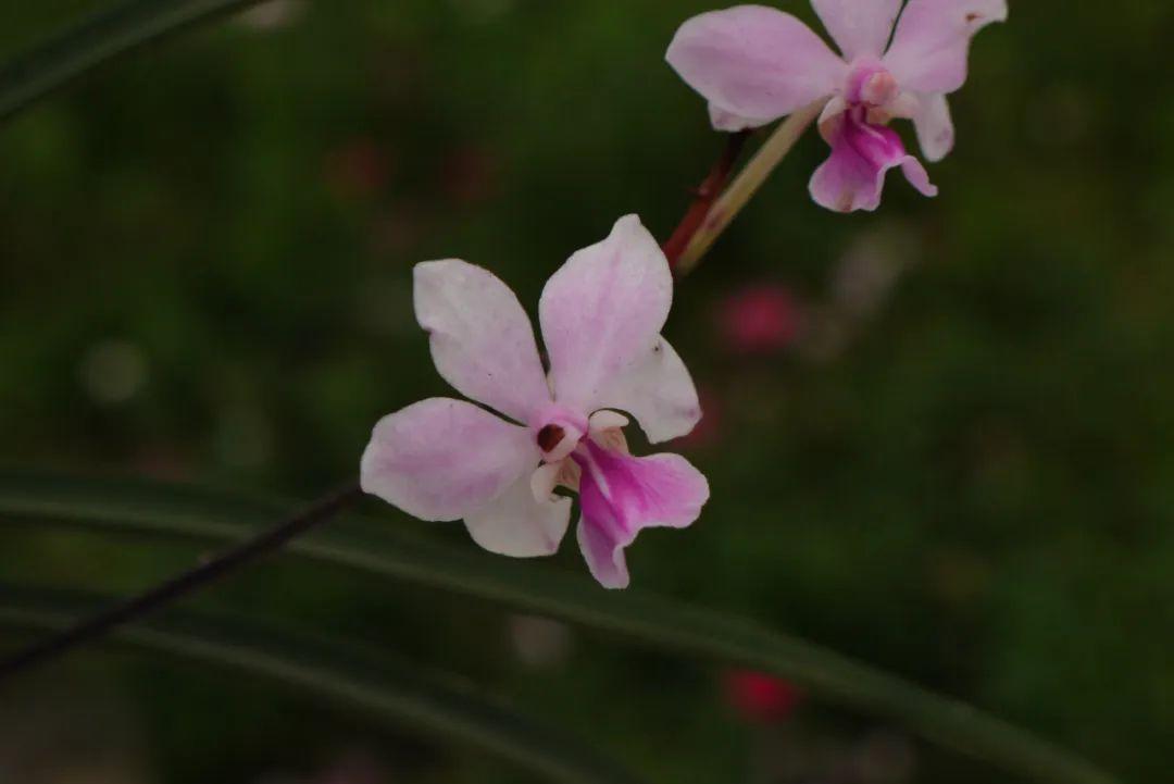 花的使命——传粉丨花颜鸟语 - 知乎