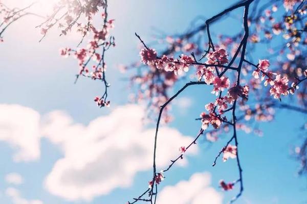 日本赏樱攻略 日本樱花正悄悄发货 去对地方就能避开人潮 知乎