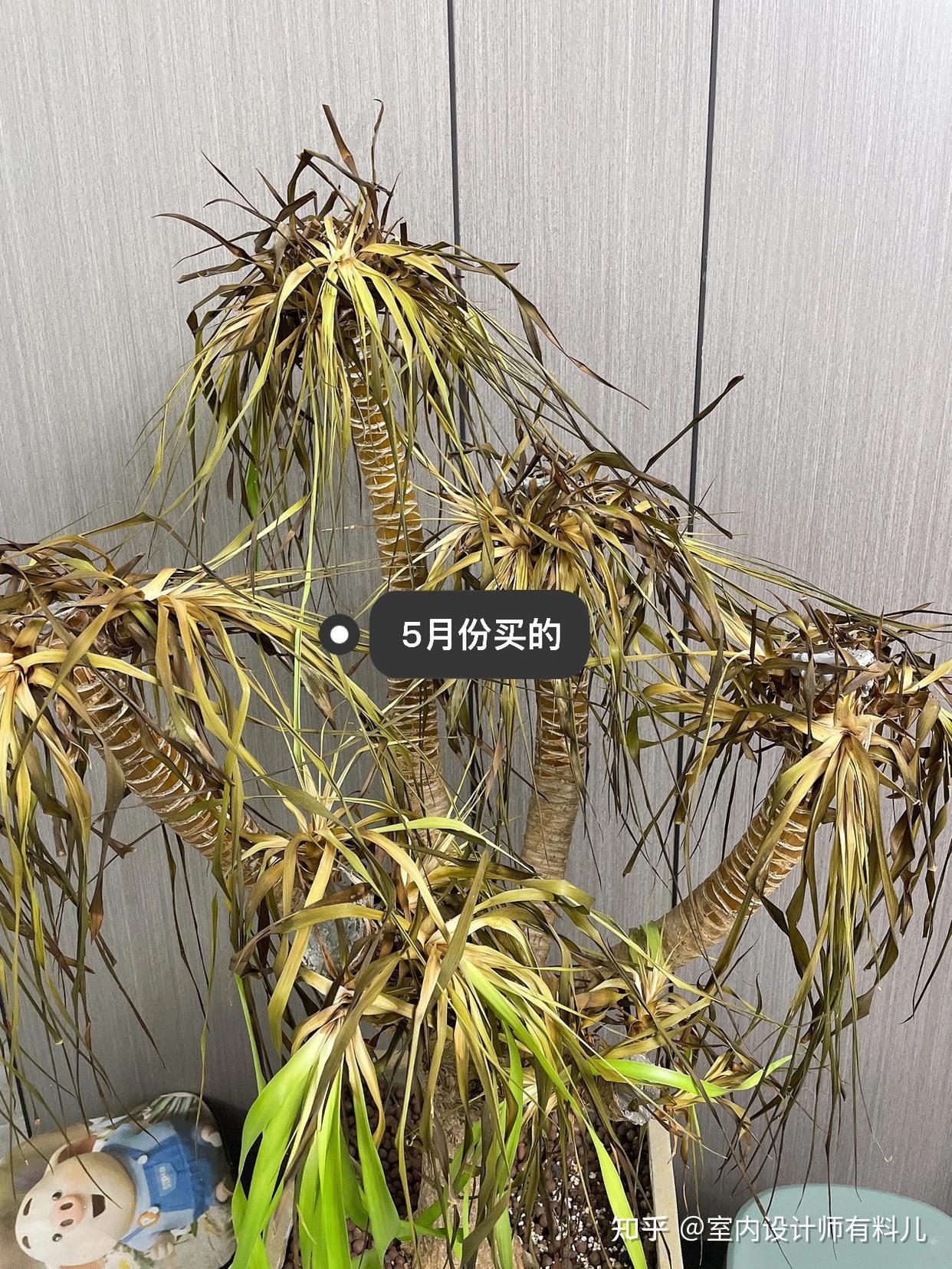 “家里7不放,放了家不旺”,家里不能放这7样东西,有你赶紧改 - 知乎