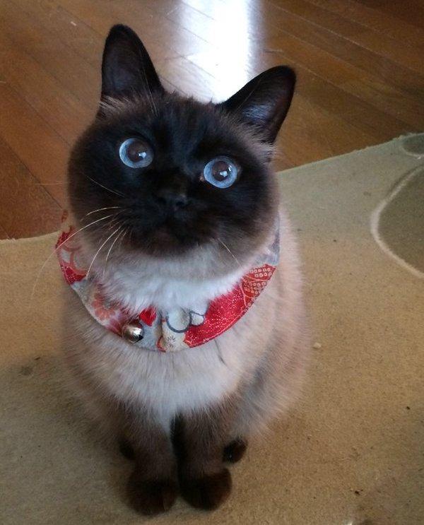 暹罗猫变色大赛越看越好笑哈哈哈哈哈