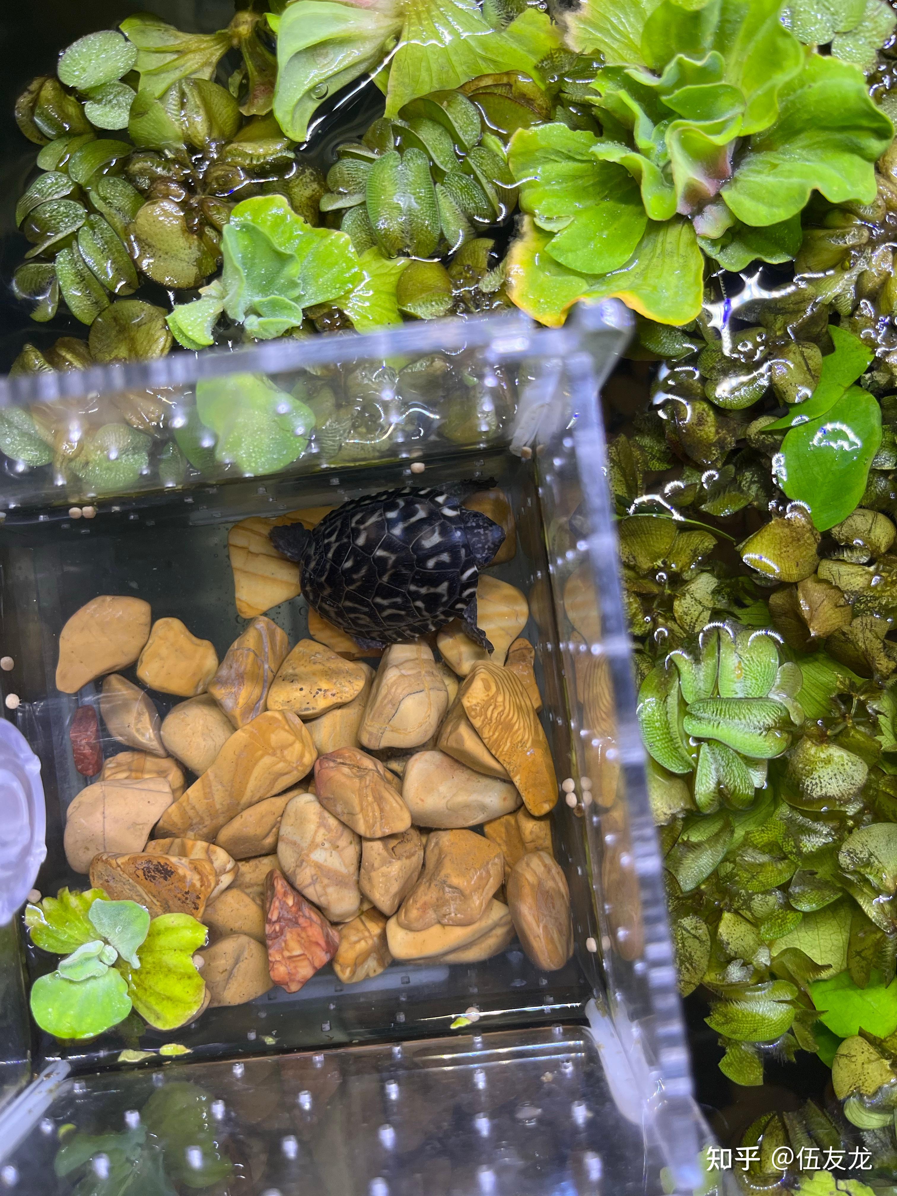 蛋龟玩家解答探讨