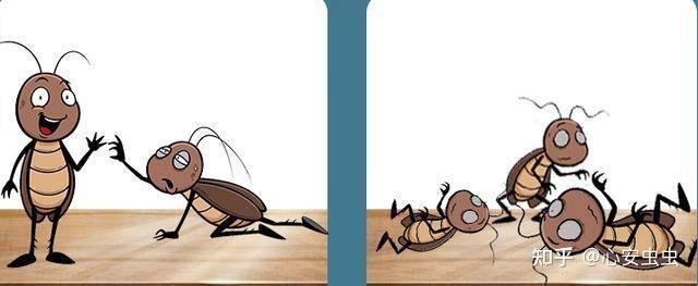 明明一脚踩死了蟑螂,为何第二天却找不到尸体?