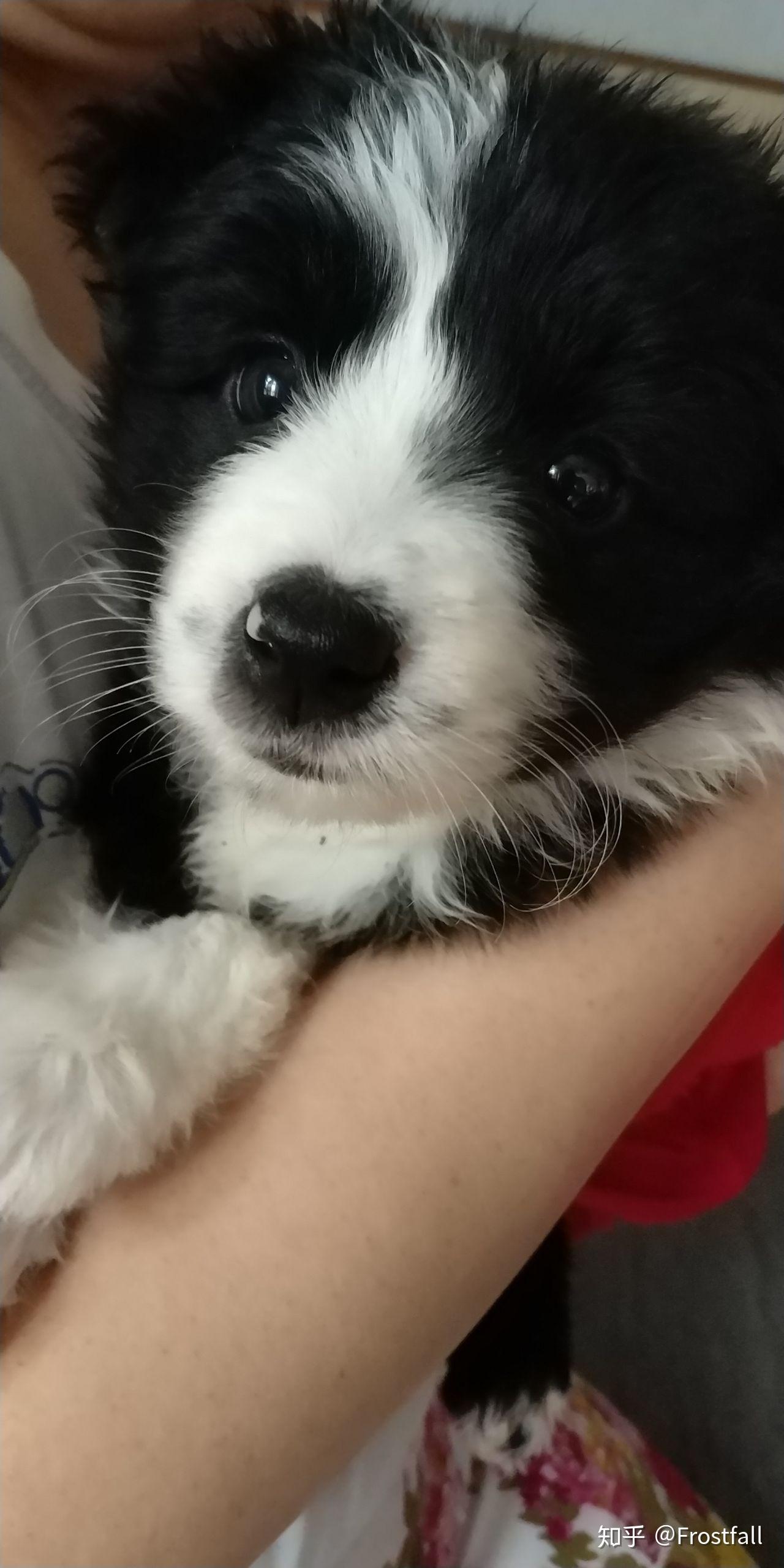 你们家狗狗刚到家第一天是怎样的