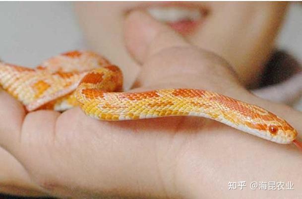 新手养爬宠:选择、养护与关爱的指南 - 知乎