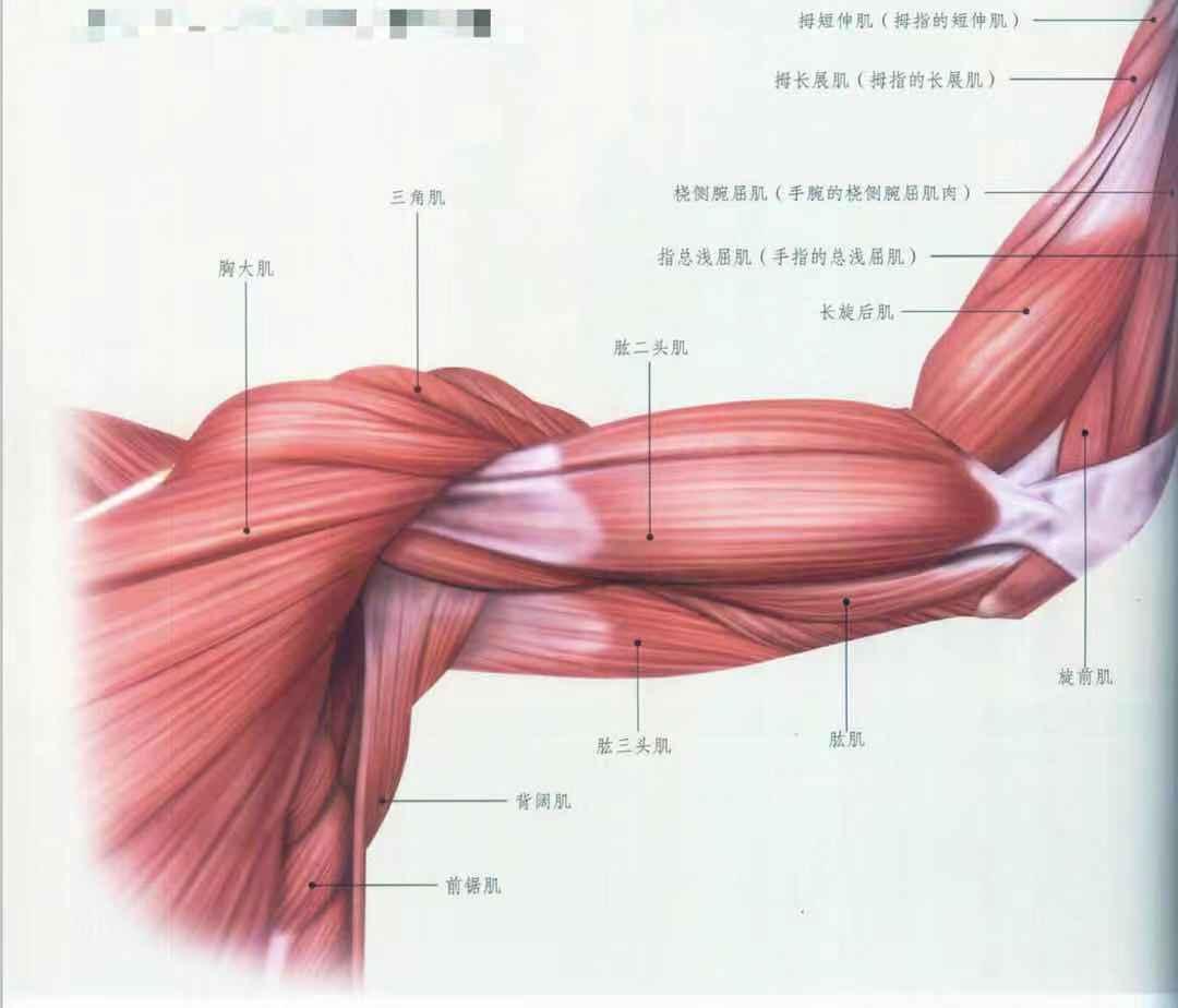 胳膊的肌肉图解图片