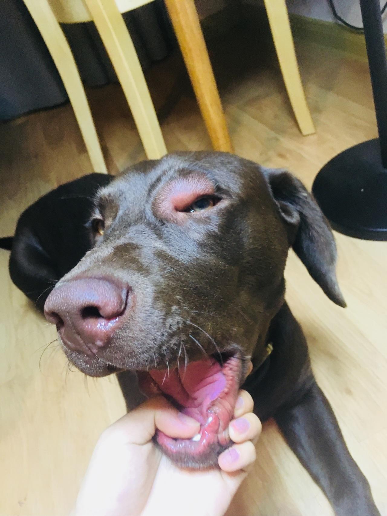 狗狗一只眼睛肿了?