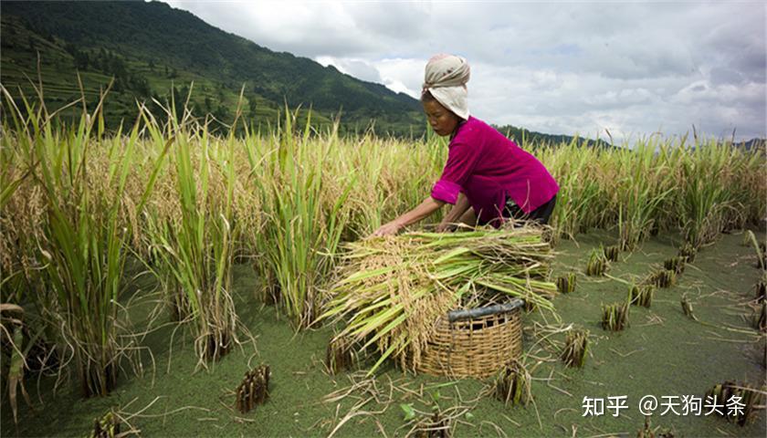 2023年东南亚水稻产业报告：越南、泰国、缅甸和柬埔寨是主要出口国