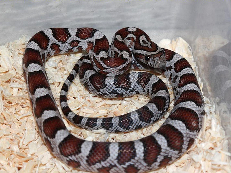 产地个体的野生型品系