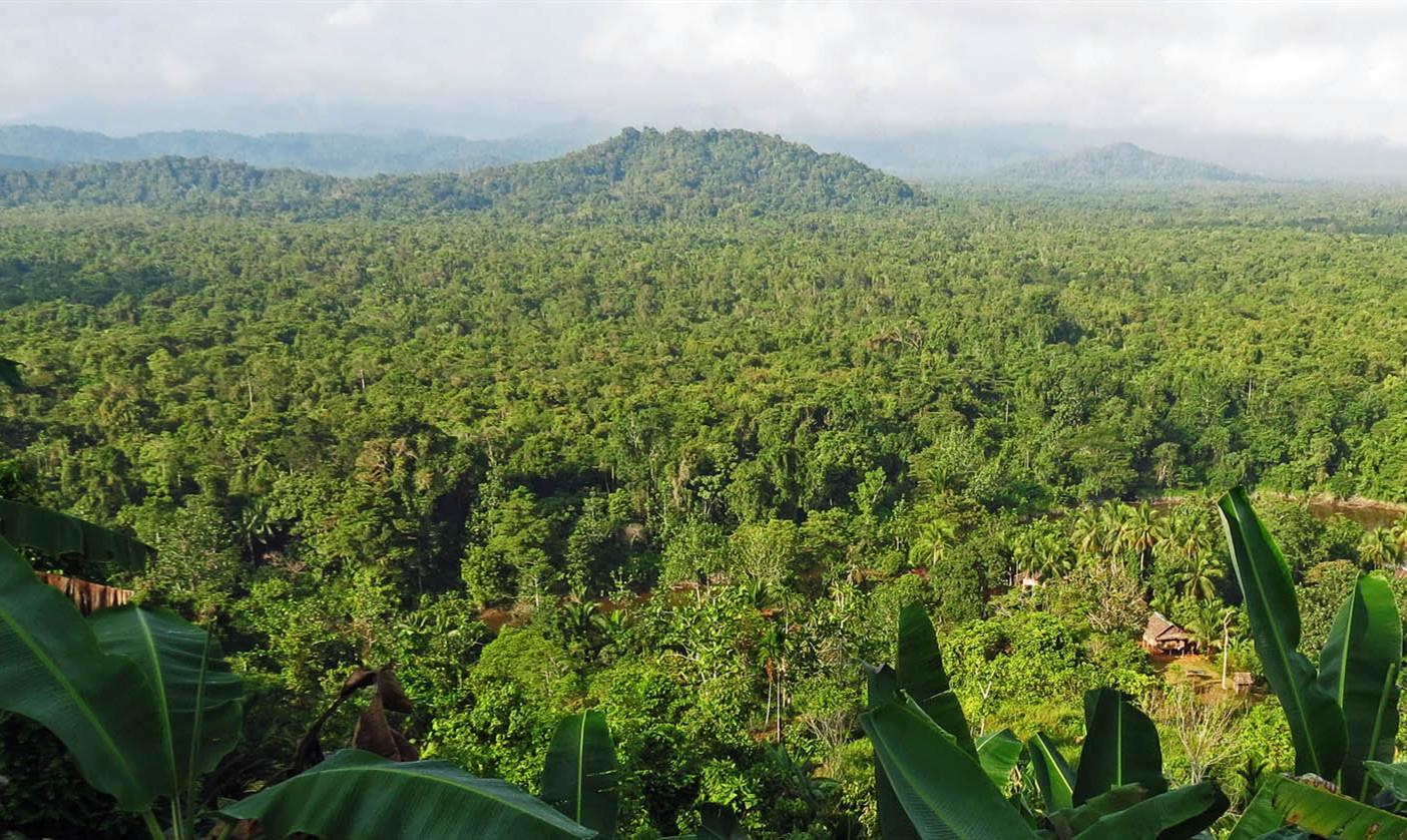 3.南美瓦尔迪维亚温带雨林