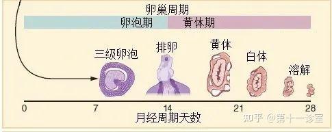 求助：我排出了子宫形状的内膜，是怎么回事？ - 知乎